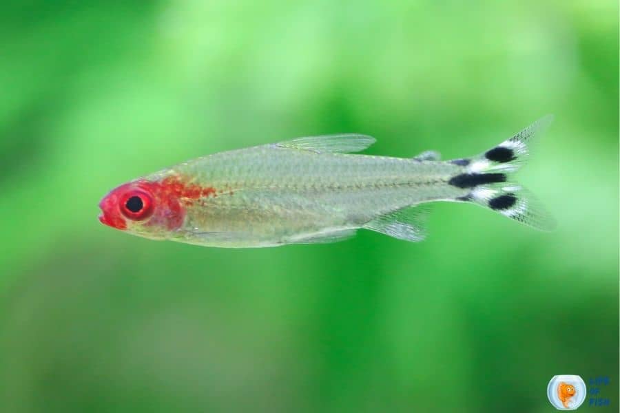 Rummy Nose Tetras