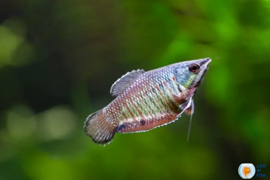 Samurai Gourami