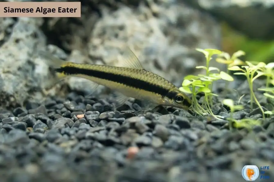 Algae eating fish for ponds