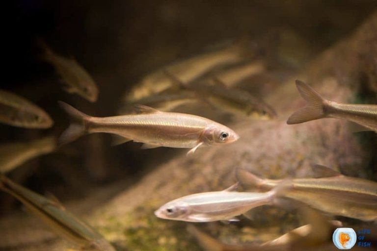 What Do Minnows Eat? (They Are Pickier Than You Think! )