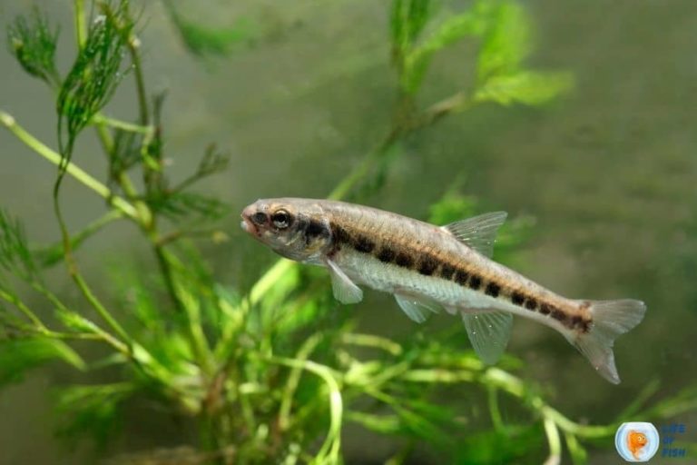 What Do Minnows Eat? (They Are Pickier Than You Think! )