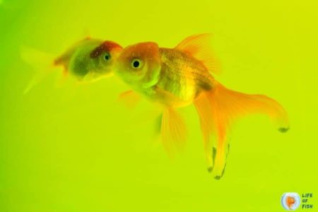 Algae Eating Fish For Ponds | 10 Algae Loving Fish For Your Pond |