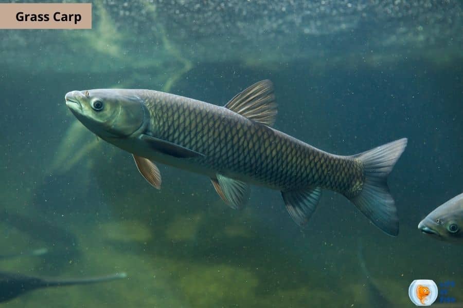 Algae eating fish for ponds