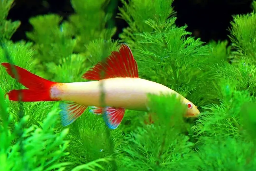 Albino rainbow shark