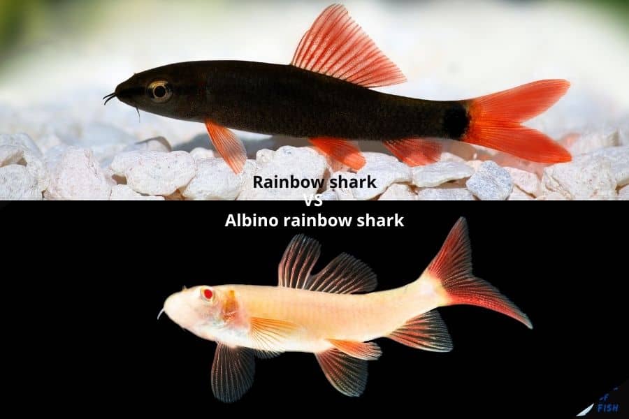 Albino rainbow shark