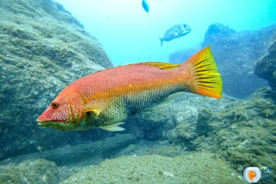 Ballan Wrasse