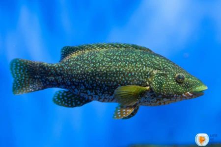 Ballan Wrasse | More About Beautiful And Unpopular Fish |