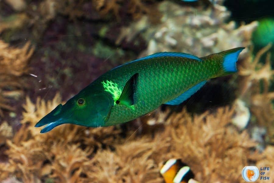 Bird Wrasse