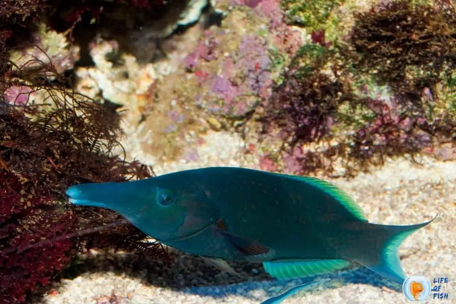 Bird Wrasse