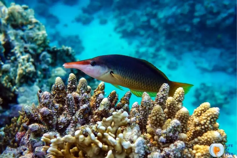 Bird Wrasse