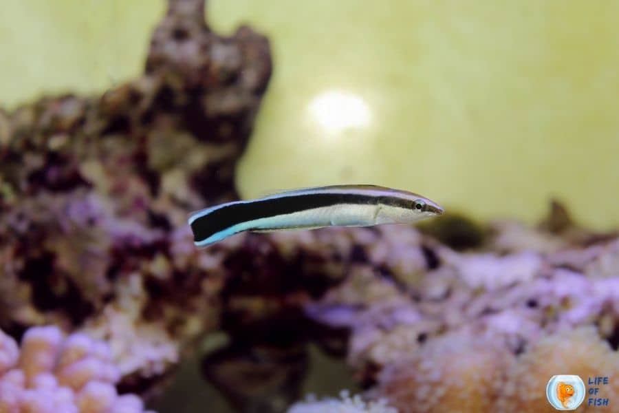 Bluestreak Cleaner Wrasse