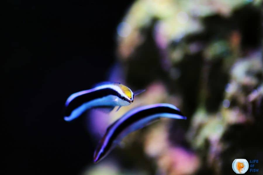 Bluestreak Cleaner Wrasse