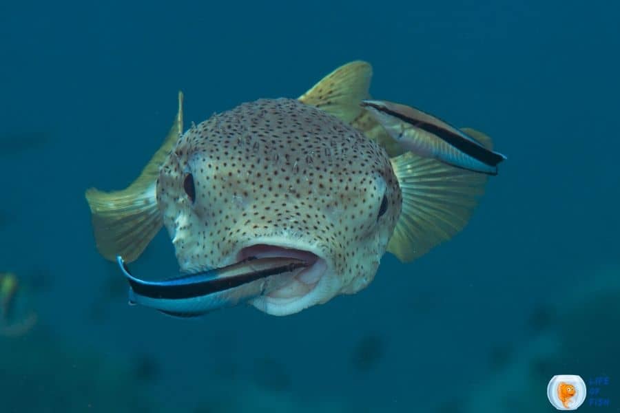 Bluestreak Cleaner Wrasse