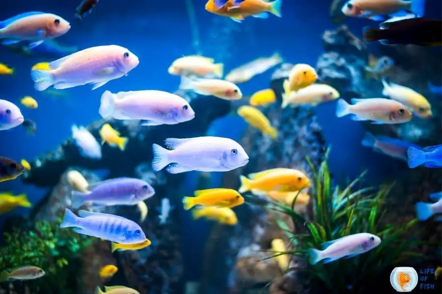 Can You Use Distilled Water In A Fish Tank