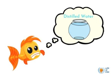 Can You Use Distilled Water In A Fish Tank? (No, Read Why!)