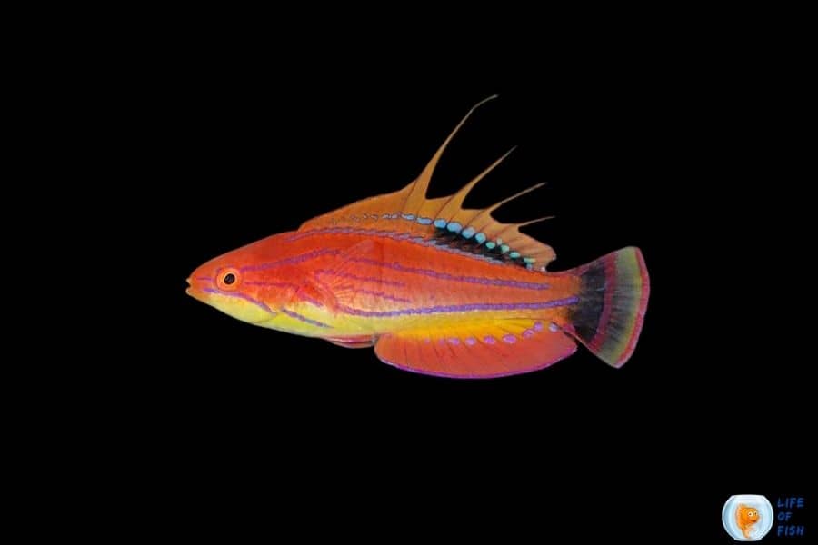 Carpenter's Flasher Wrasse