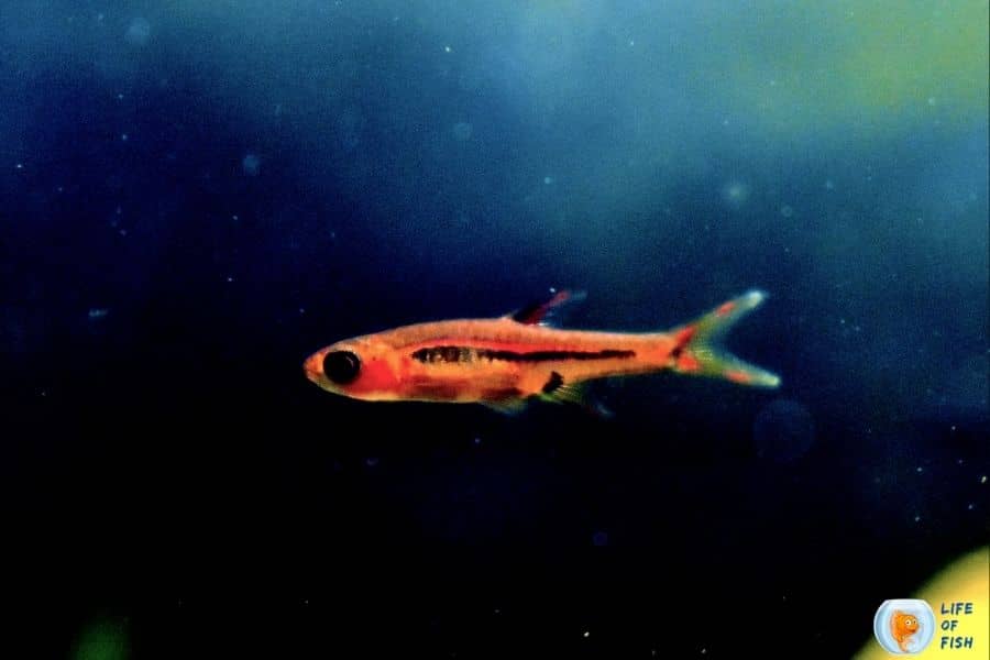 Chili Rasbora 