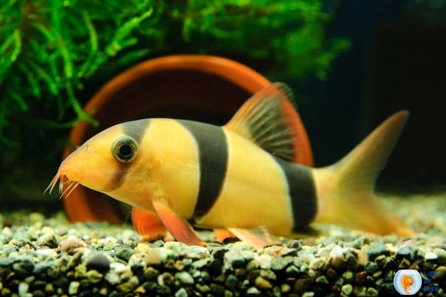 Firemouth cichlid tank mates