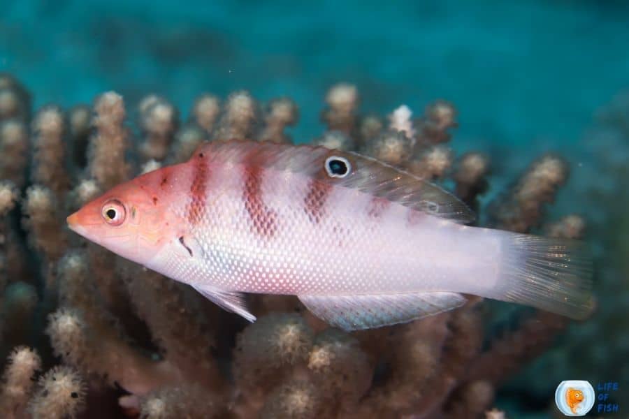 Coris Wrasses