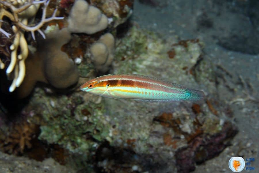 Coris Wrasses