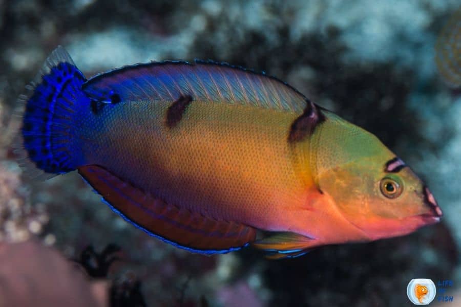 Coris Wrasses