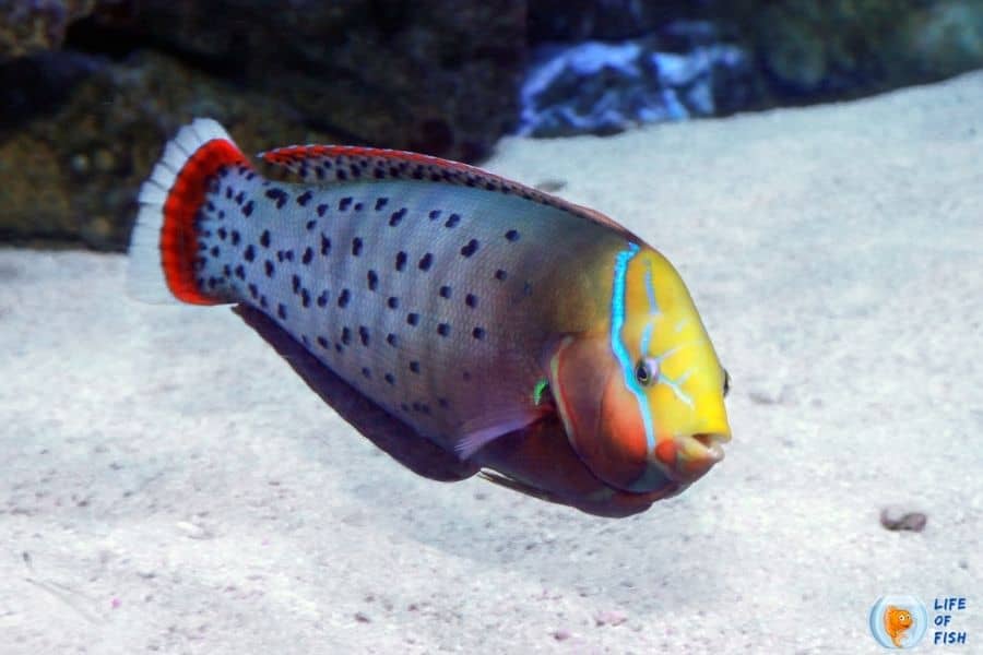 Coris Wrasses | 12 Incredible Coris Wrasses And 2 Wrass-Like Fish