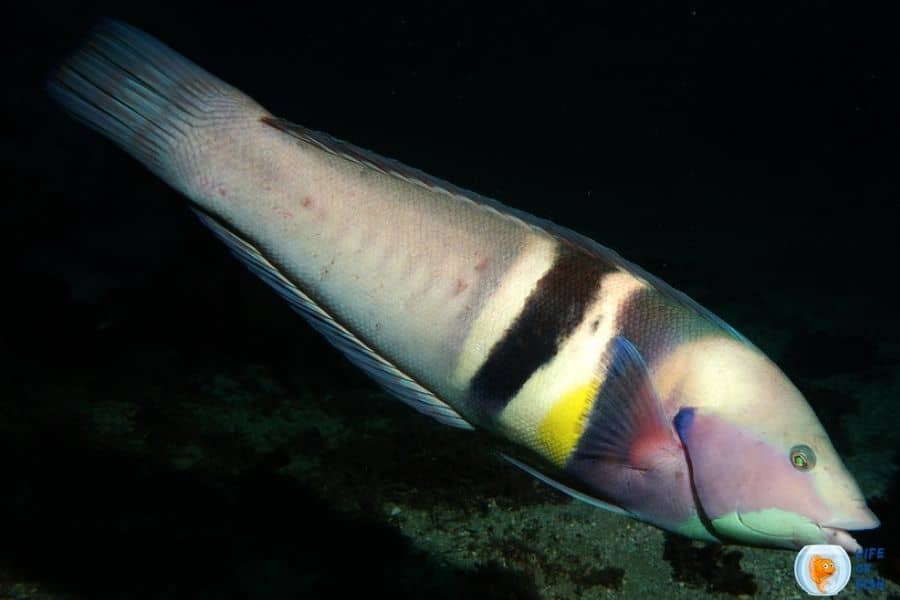 Coris Wrasses