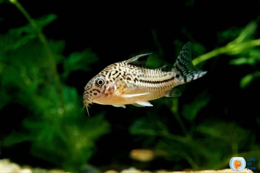 Are X-ray Tetras Aggressive