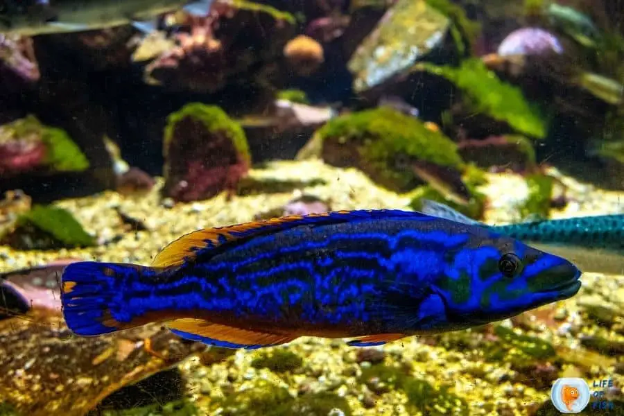 Cuckoo Wrasse