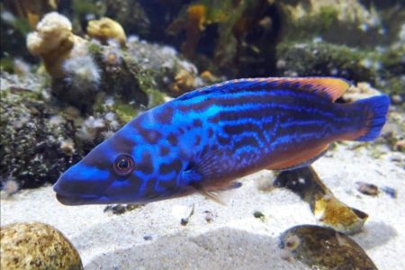 Cuckoo Wrasse ( Their Color Is Out Of This World )
