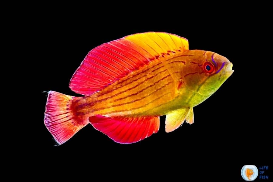 Eight line Flasher Wrasse