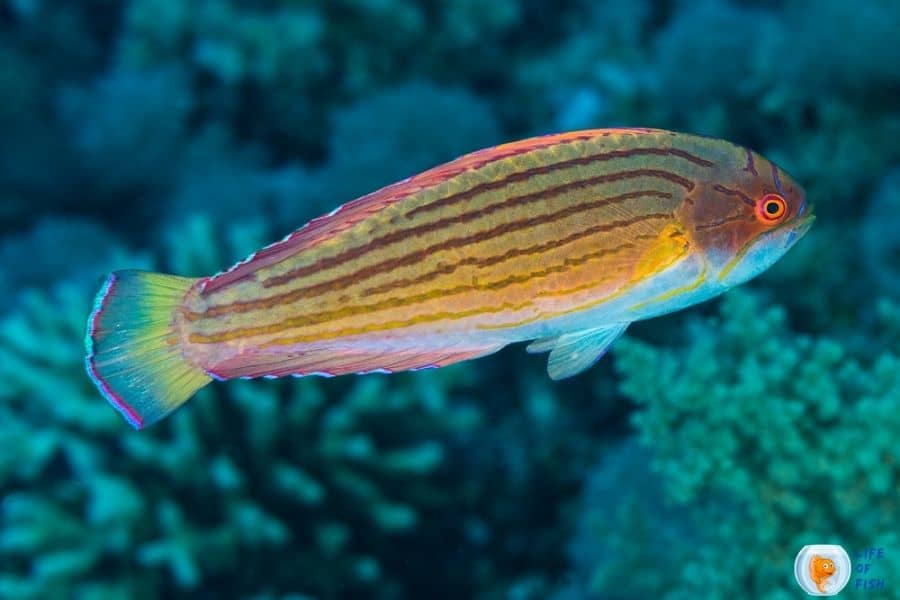 Eight line Flasher Wrasse