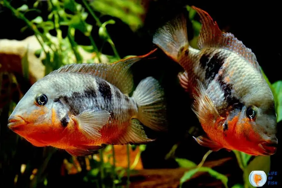 Firemouth Cichlid Feeding