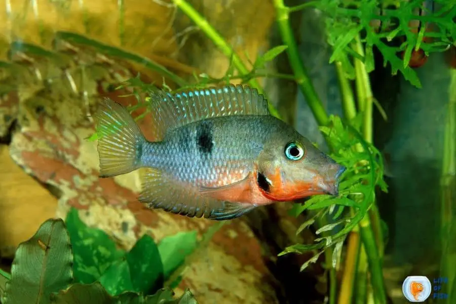 Firemouth Cichlid Size