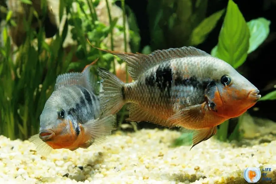 Firemouth Cichlid Size