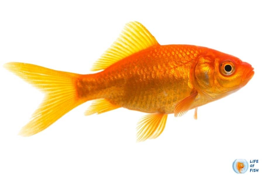 Do Goldfish Eat Mosquito Larvae