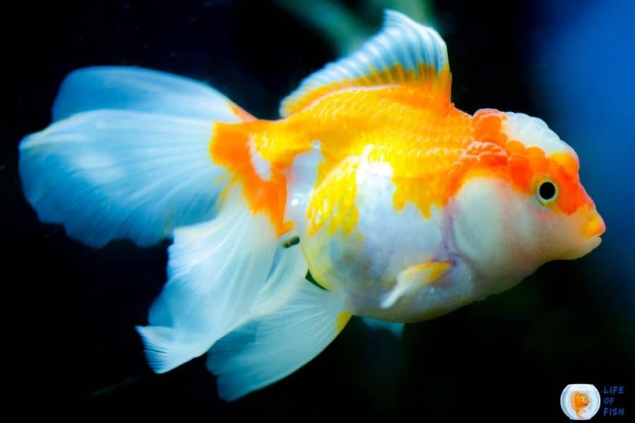 Goldfish Grooming