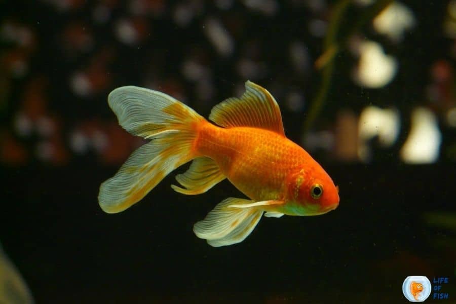 Goldfish Grooming