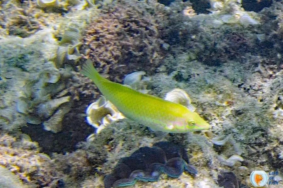 Coris Wrasses