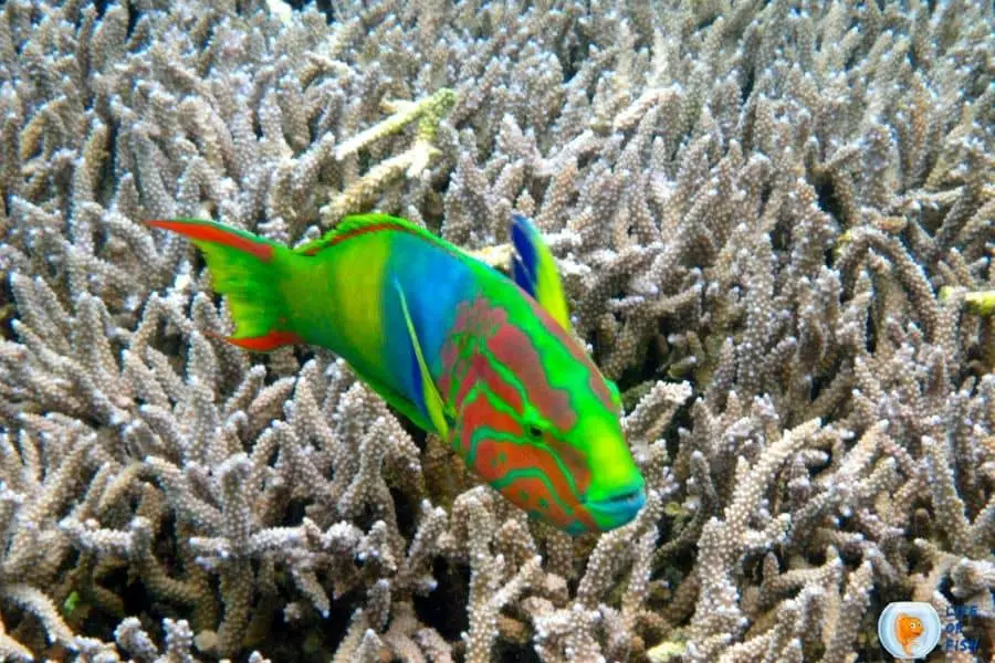 Moon Wrasse