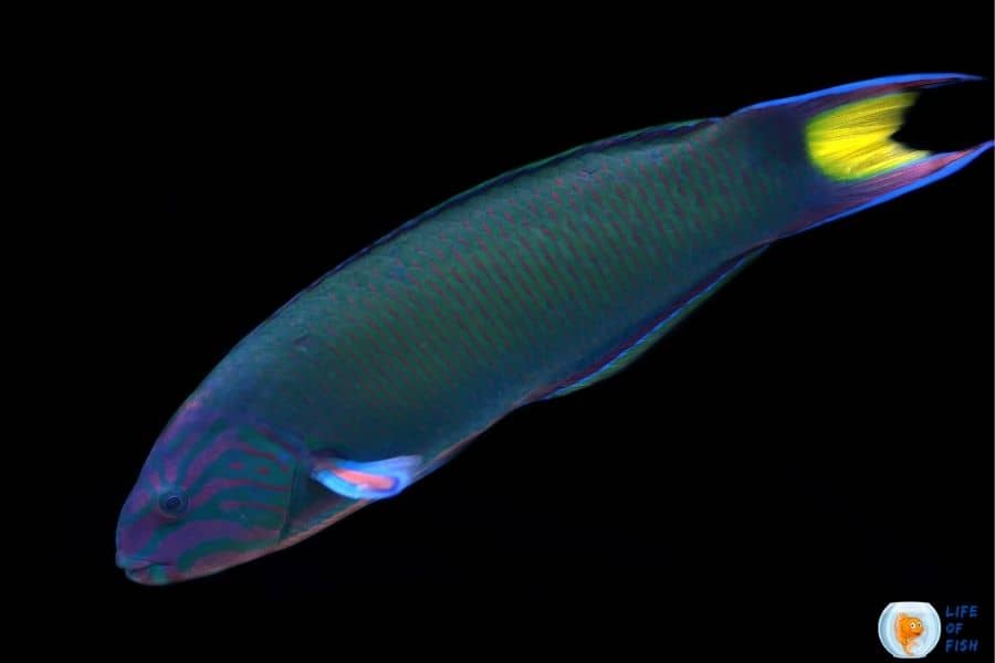 Moon Wrasse