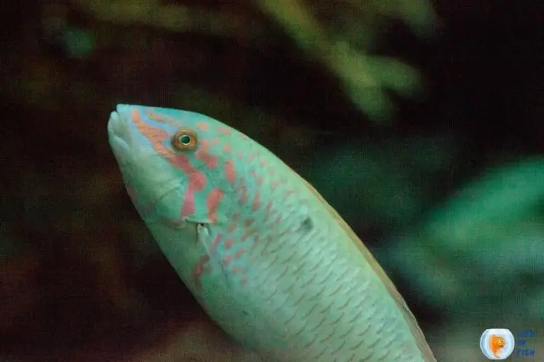 Moon Wrasse Care And Breeding ( A Beautiful And Magical Fish ! )