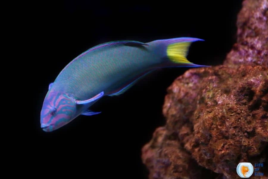 Moon Wrasse