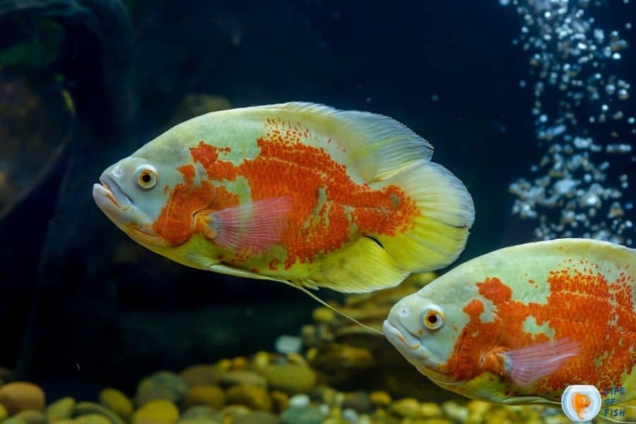 Firemouth cichlid tank mates