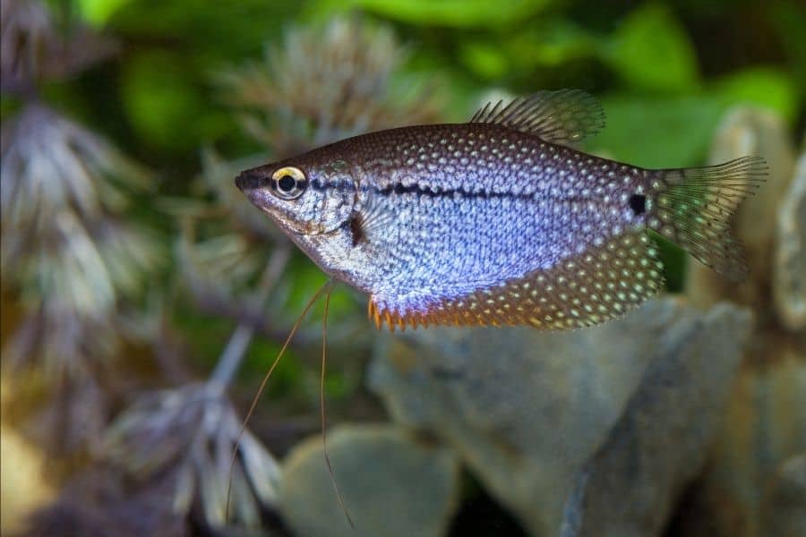 Firemouth cichlid tank mates