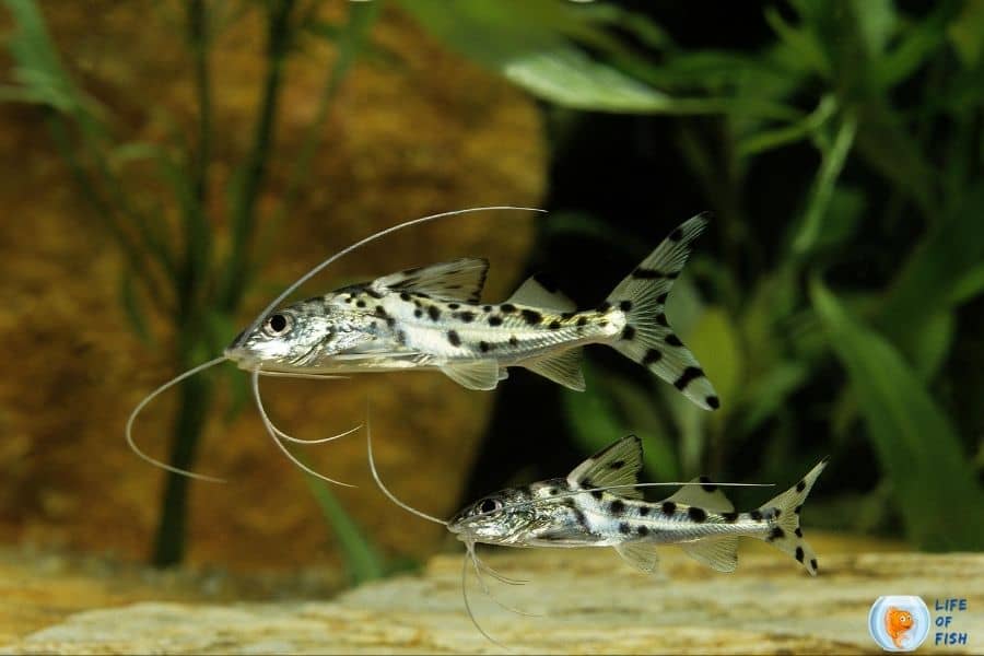 Firemouth cichlid tank mates