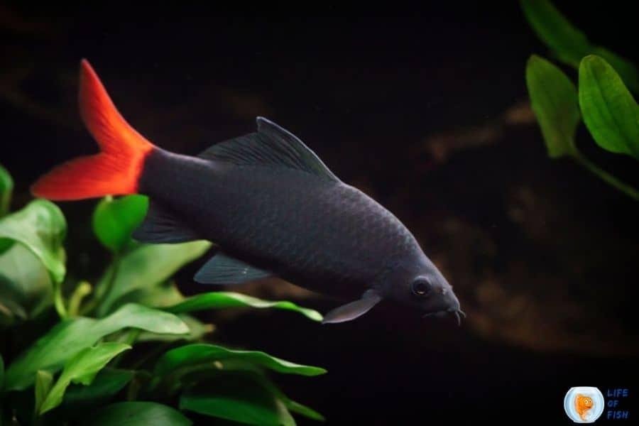 People often get confused with rainbow shark food. Some think of them as carnivore fish and provide meaty food
