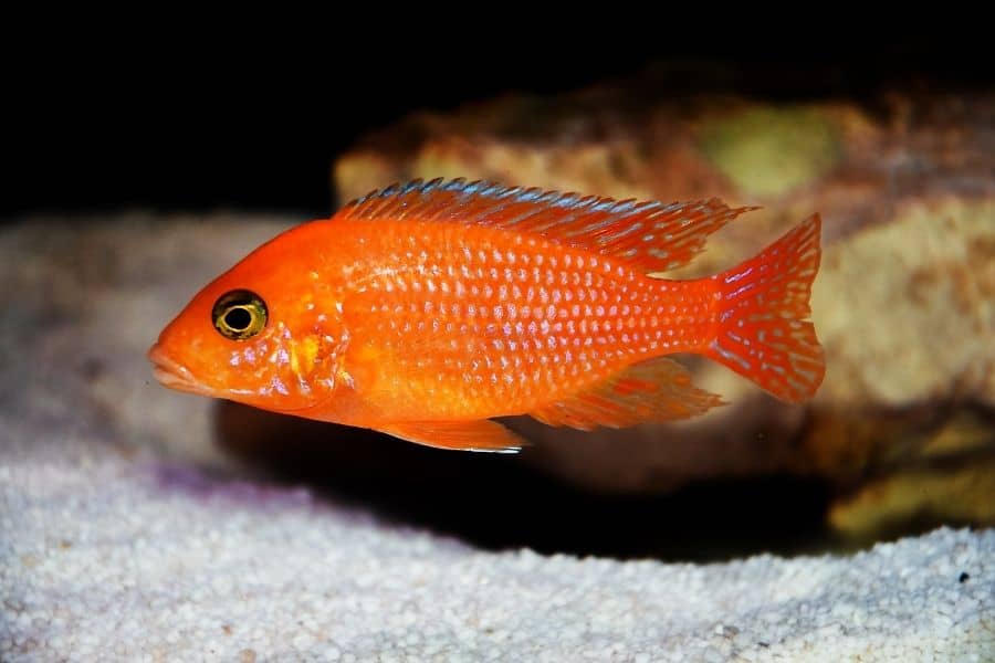 Red Zebra Cichlid