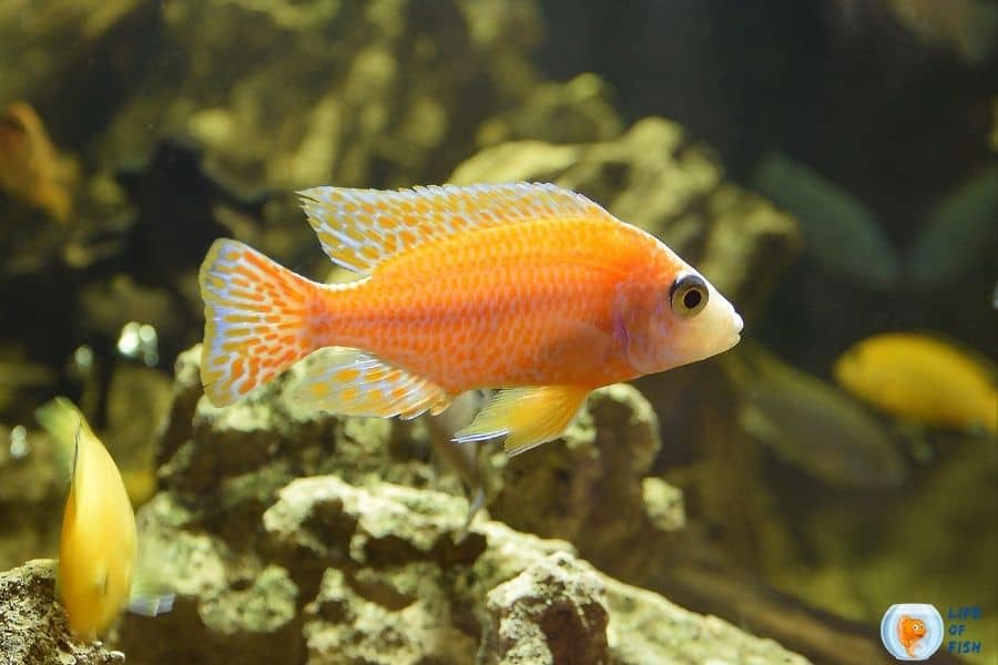 red zebra cichlid care