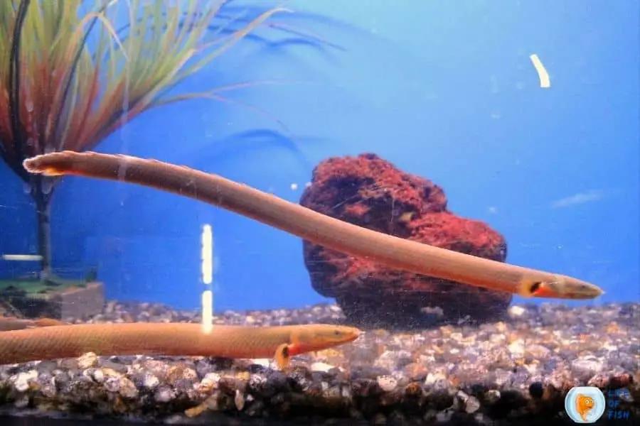 Rope Fish Tank Size